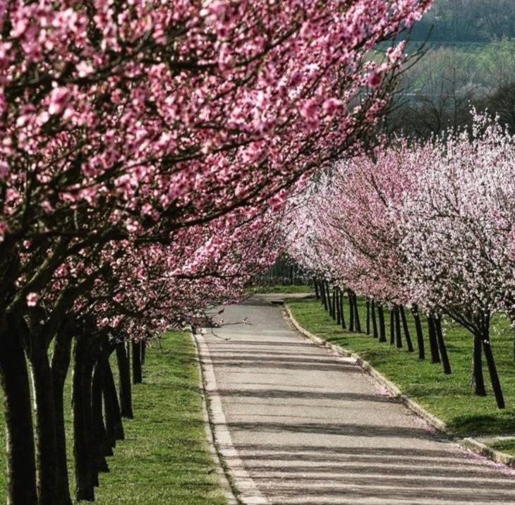 Wohnen Im Herzen Der Pfalz Neustadt an der Weinstraße Buitenkant foto